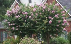 Muskogee Lavender Crape Myrtle - 1 Gallon Pot -Garden Supplies Sales 2024 Picture Crape Myrtle Muskogee Lavender 2 2