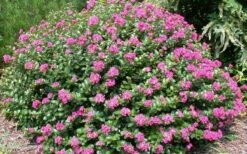 Pocomoke Dwarf Crape Myrtle - 6 Pack Of 1 Gallon Pots -Garden Supplies Sales 2024 Picture Crape Myrtle Pocomoke 2 2