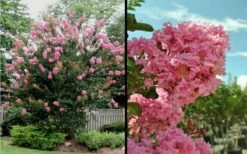 Sioux Pink Crape Myrtle - 1 Gallon Pot -Garden Supplies Sales 2024 Picture Crape Myrtle Sioux Blooms 2