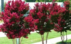 Tonto Red Crape Myrtle - 5 Gallon Pot -Garden Supplies Sales 2024 Picture Crape Myrtle Tonto 2