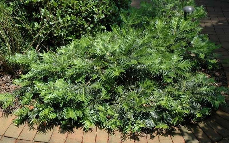 Creeping Japanese Plum Yew (Cephalotaxus harringtonia 'Prostrata') - 1 Gallon Pot Creeping Japanese Plum Yew (Cephalotaxus Harringtonia 'Prostrata') - 1 Gallon Pot -Garden Supplies Sales 2024 Picture Creeping Yew 2