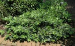 Creeping Japanese Plum Yew (Cephalotaxus Harringtonia 'Prostrata') - 6 Pack Of 1 Gallon Pots -Garden Supplies Sales 2024 Picture Creeping Yew 4