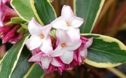 Variegated Pink Winter Daphne - 1 Gallon Pot -Garden Supplies Sales 2024 Picture Daphne Variegated Pink Closeup 1