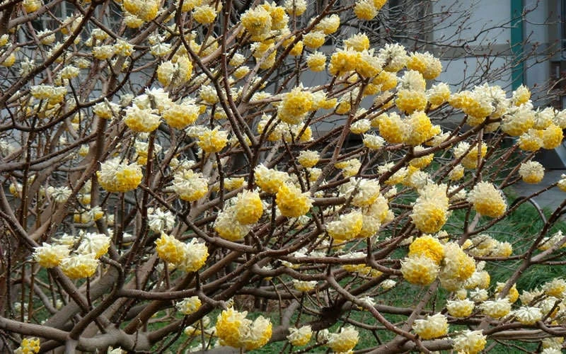 Winter Gold Edgeworthia chrysantha (Paper Bush) - 1 Gallon Pot Winter Gold Edgeworthia Chrysantha (Paper Bush) - 1 Gallon Pot -Garden Supplies Sales 2024 Picture Edgeworthia Flowers 3