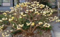 Edgeworthia Chrysantha Paper Bush - 7 Gallon Pot -Garden Supplies Sales 2024 Picture Edgeworthia Paper Bush 3 2