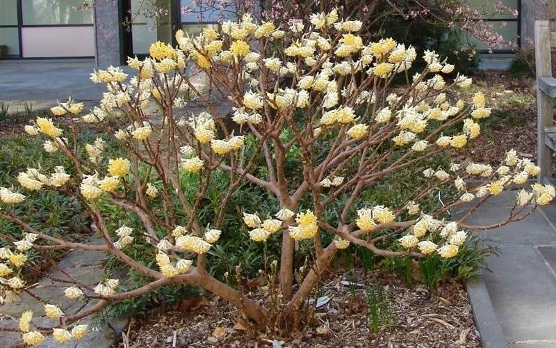 Winter Gold Edgeworthia chrysantha - Paper Bush - 5 Gallon Pot Winter Gold Edgeworthia Chrysantha - Paper Bush - 5 Gallon Pot -Garden Supplies Sales 2024 Picture Edgeworthia Paper Bush 3