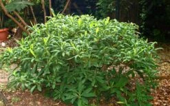 Edgeworthia Chrysantha - Paper Bush - 1 Gallon Pot -Garden Supplies Sales 2024 Picture Edgeworthia Shrub 1