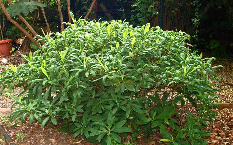 Winter Gold Edgeworthia chrysantha - Paper Bush - 5 Gallon Pot Winter Gold Edgeworthia Chrysantha - Paper Bush - 5 Gallon Pot -Garden Supplies Sales 2024 Picture Edgeworthia Shrub