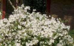 Autumn Ivory Encore Azalea - 2 Gallon Pot -Garden Supplies Sales 2024 Picture Encore Azalea Ivory 3 1