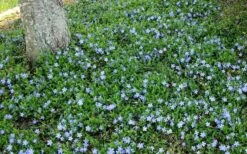 Evergreen Periwinkle - Vinca Minor - 18 Count Flat Of Pint Pots -Garden Supplies Sales 2024 Picture Evergreen Periwinkle Groundcover