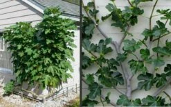 Brown Turkey Fig Tree - 5 Gallon Pot -Garden Supplies Sales 2024 Picture Fig Brown Turkey Espalier 1