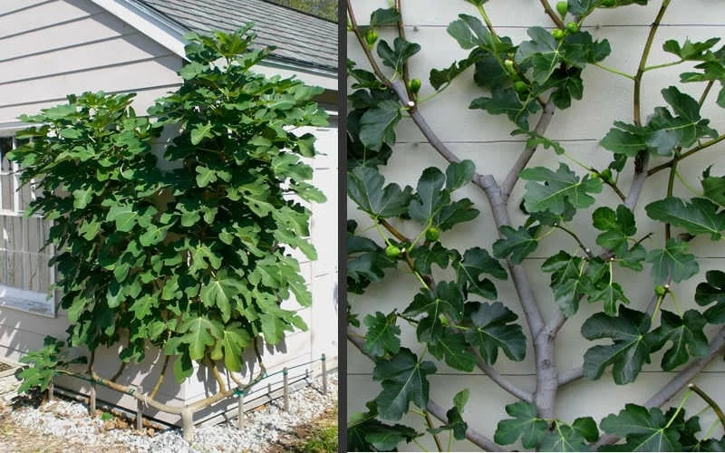Brown Turkey Fig Tree - 3 Gallon Pot Brown Turkey Fig Tree - 3 Gallon Pot -Garden Supplies Sales 2024 Picture Fig Brown Turkey Espalier 3