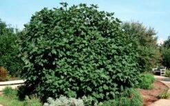 Brown Turkey Fig Tree - 6 Pack Of 1 Gallon Pots -Garden Supplies Sales 2024 Picture Fig Brown Turkey Shrub Large