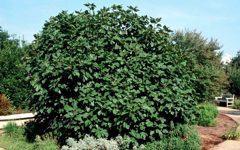 Brown Turkey Fig Tree - 3 Gallon Pot Brown Turkey Fig Tree - 3 Gallon Pot -Garden Supplies Sales 2024 Picture Fig Brown Turkey Shrub Large 3