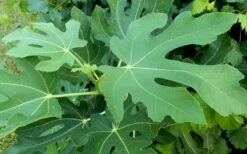 Brown Turkey Fig Tree - 5 Gallon Pot -Garden Supplies Sales 2024 Picture Fig Brown Turkey Tree Leaves 1