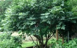 Brown Turkey Fig Tree - 1 Gallon Pot -Garden Supplies Sales 2024 Picture Fig Brown Turkey Tree Multi 2