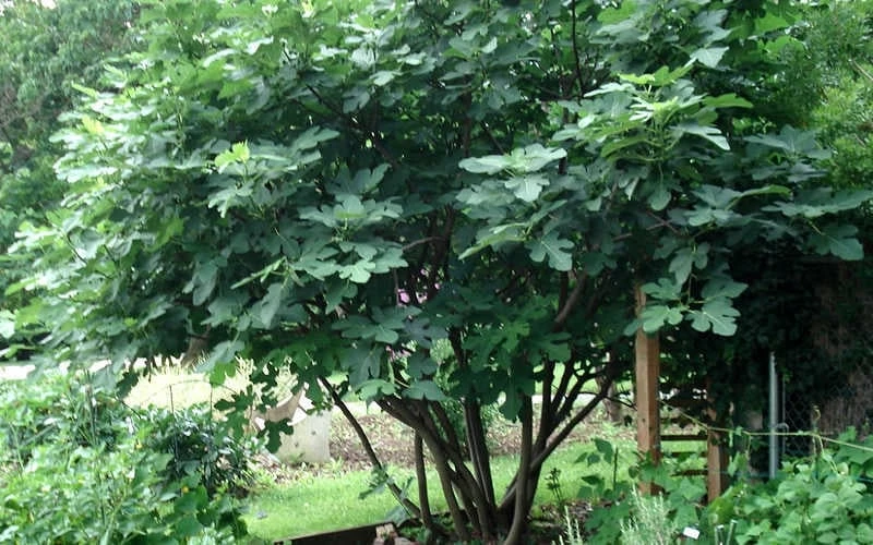 Brown Turkey Fig Tree - 3 Gallon Pot Brown Turkey Fig Tree - 3 Gallon Pot -Garden Supplies Sales 2024 Picture Fig Brown Turkey Tree Multi 3