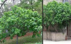 Brown Turkey Fig Tree - 3 Gallon Pot 9 Brown Turkey Fig Tree - 3 Gallon Pot -Garden Supplies Sales 2024 Picture Fig Brown Turkey Trees 3