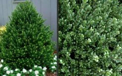 Pyramidal Compacta Japanese Holly - 3 Gallon Pot -Garden Supplies Sales 2024 Picture Holly Compacta Pyramidal 1