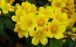 Butterscotch Yellow Jasmine (Jessamine) - Gelsemium Sempervirens - 1 Gallon Pot -Garden Supplies Sales 2024 Picture Jasmine Butterscotch 2