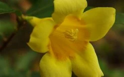 Butterscotch Yellow Jasmine (Jessamine) - Gelsemium Sempervirens - 1 Gallon Pot -Garden Supplies Sales 2024 Picture Jasmine Butterscotch 4
