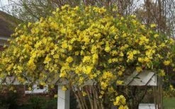 Butterscotch Yellow Jasmine (Jessamine) - Gelsemium Sempervirens - 1 Gallon Pot -Garden Supplies Sales 2024 Picture Jasmine Butterscotch Jessamine 3