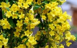 Carolina Yellow Jasmine (Jessamine) Gelsemium Sempervirens - 1 Gallon Pot -Garden Supplies Sales 2024 Picture Jasmine Carolina 6