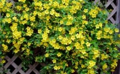 Carolina Yellow Jasmine (Jessamine) Gelsemium Sempervirens - 2 Gallon Pot -Garden Supplies Sales 2024 Picture Jasmine Carolina 7 1