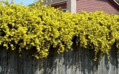 Carolina Yellow Jasmine (Jessamine) Gelsemium Sempervirens - 2 Gallon Pot -Garden Supplies Sales 2024 Picture Jasmine Carolina On Fence 1