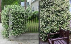 Confederate Jasmine Vine (Trachelospermum Jasminoides) - 3 Gallon Pot -Garden Supplies Sales 2024 Picture Jasmine Confederate 2