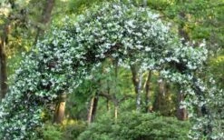 Confederate Jasmine Vine (Trachelospermum Jasminoides) - 2 Gallon Pot -Garden Supplies Sales 2024 Picture Jasmine Confederate On Arch 1