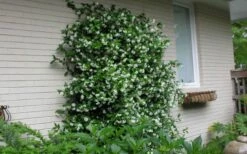 Confederate Jasmine Vine (Trachelospermum Jasminoides) - 3 Gallon Pot -Garden Supplies Sales 2024 Picture Jasmine Confederate On Trellis