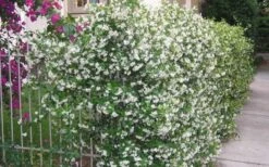 Star Jasmine Vine (Trachelospermum Jasminoides) - 1 Gallon Pot -Garden Supplies Sales 2024 Picture Jasmine Confederate Vine 1 3