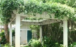 Star Jasmine Vine (Trachelospermum Jasminoides) - 6 Pack Of 1 Gallon Pots -Garden Supplies Sales 2024 Picture Jasmine Confederate Vine 2 2