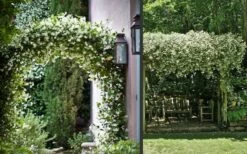 Madison Confederate Jasmine - 1 Gallon Pot -Garden Supplies Sales 2024 Picture Jasmine Madison 3