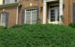 Blue Pacific Juniper - 1 Gallon Pot 8 Blue Pacific Juniper - 1 Gallon Pot -Garden Supplies Sales 2024 Picture Juniper Blue Pacific Hill