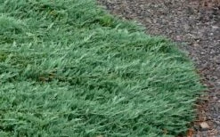 Blue Rug Juniper - 6-Pack Of 1 Gallon Pots -Garden Supplies Sales 2024 Picture Juniper Blue Rug 3