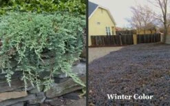 Blue Rug Juniper - 6-Pack Of 1 Gallon Pots -Garden Supplies Sales 2024 Picture Juniper Blue Rug Winter Color