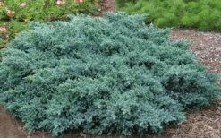 Blue Star Juniper - 6-Pack Of 1 Gallon Pots -Garden Supplies Sales 2024 Picture Juniper Blue Star
