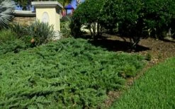 Parsons Juniper - Juniperus Davurica 'Parsonii' - 1 Gallon Pot -Garden Supplies Sales 2024 Picture Juniper Parsons Border 2