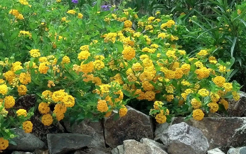 New Gold Hardy Lantana - 5 Pack of Quart Pots New Gold Hardy Lantana - 5 Pack Of Quart Pots -Garden Supplies Sales 2024 Picture Lantana Trailing New Gold 2 1