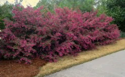 Plum Delight Loropetalum - Chinese Fringeflower - 3 Gallon Pot -Garden Supplies Sales 2024 Picture Loropetalum Plum Hedge