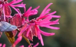 Purple Pixie Loropetalum - 2 Gallon Pot 8 Purple Pixie Loropetalum - 2 Gallon Pot -Garden Supplies Sales 2024 Picture Loropetalum Purple Pixie Flower 2