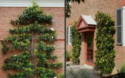 Little Gem Dwarf Southern Magnolia - 1 Gallon Pot -Garden Supplies Sales 2024 Picture Magnolia Little Gem Espalier 2