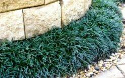 Dwarf Mondo Grass - 18 Count Flat Of Pint Pots -Garden Supplies Sales 2024 Picture Mondo Grass Dwarf 4 2