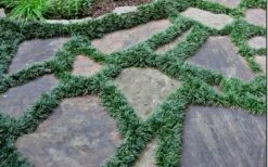 Dwarf Mondo Grass - 36 Pack Of 3.5" Pint Pots -Garden Supplies Sales 2024 Picture Mondo Grass Dwarf 6