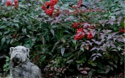 Harbor Belle Dwarf Nandina - 1 Gallon Pot -Garden Supplies Sales 2024 Picture Nandina Harbor Belle 1