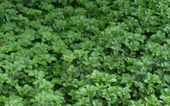 Pachysandra - Japanese Spurge - 18 Count Flat Of Pint Pots -Garden Supplies Sales 2024 Picture Pachysandra 2