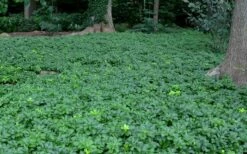 Pachysandra - Japanese Spurge - 18 Count Flat Of Pint Pots -Garden Supplies Sales 2024 Picture Pachysandra 3