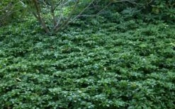 Pachysandra - Japanese Spurge - 18 Count Flat Of Pint Pots -Garden Supplies Sales 2024 Picture Pachysandra 4